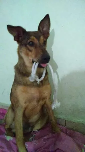 Cachorro ra a aparenta ser pastor alemao idade 7 a 11 meses nome guerreiro