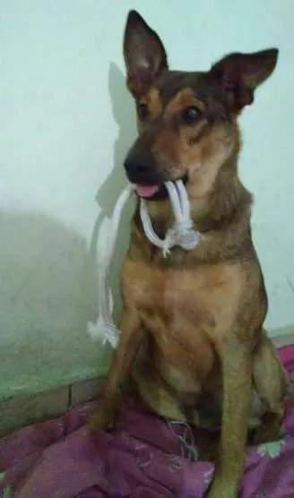 Cachorro ra a aparenta ser pastor alemao idade 7 a 11 meses nome guerreiro