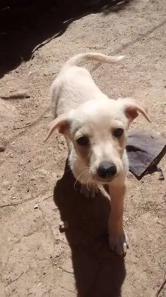 Cachorro ra a Border Collie mestiço idade 2 a 6 meses nome Ainda sem nome