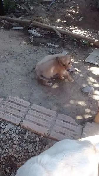 Cachorro ra a Border Collie mestiço idade 2 a 6 meses nome Ainda sem nome