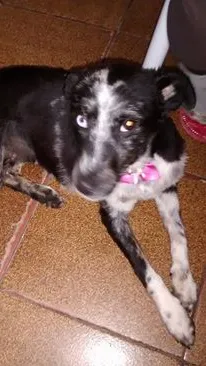 Cachorro ra a SRD idade 2 anos nome Brigitte 