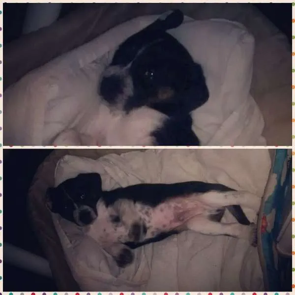 Cachorro ra a SRD idade 2 a 6 meses nome Toquinho