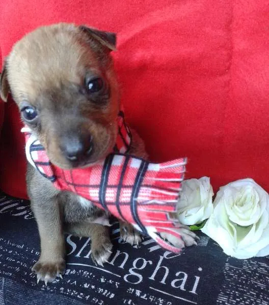 Cachorro ra a Vira Lata idade Abaixo de 2 meses nome A Espera de um Nome