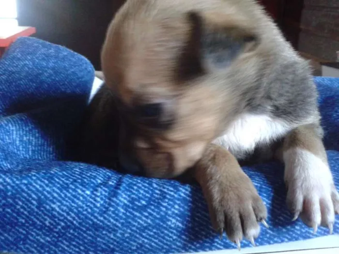 Cachorro ra a Vira Lata idade Abaixo de 2 meses nome A Espera de um Nome