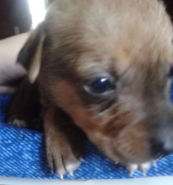 Cachorro ra a Vira Lata idade Abaixo de 2 meses nome A Espera de um Nome