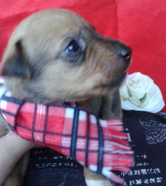 Cachorro ra a Vira Lata idade Abaixo de 2 meses nome A Espera de um Nome
