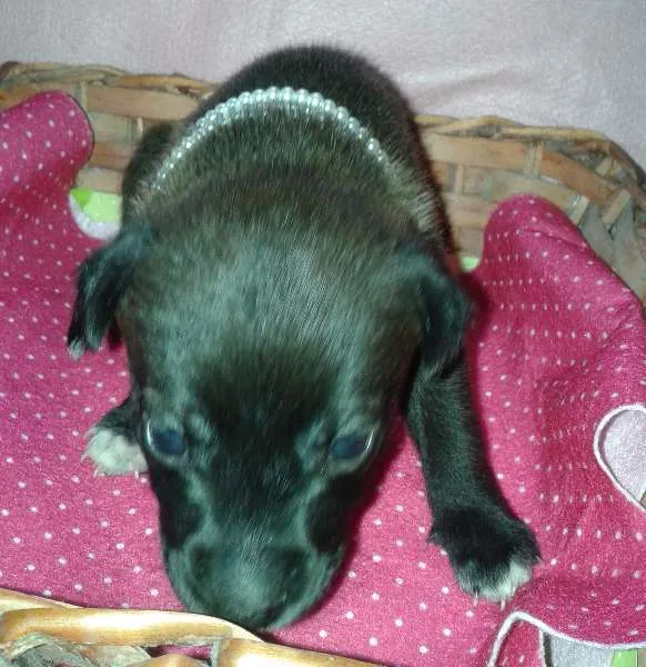 Cachorro ra a Vira Lata idade Abaixo de 2 meses nome A Espera de um Nome