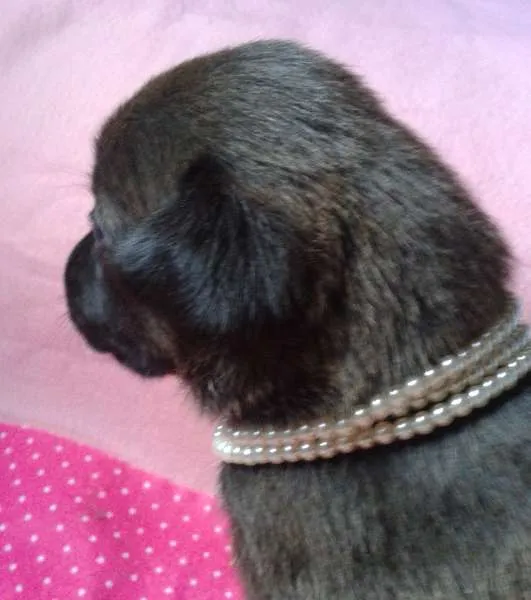 Cachorro ra a Vira Lata idade Abaixo de 2 meses nome A Espera de um Nome