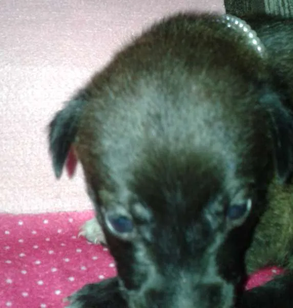 Cachorro ra a Vira Lata idade Abaixo de 2 meses nome A Espera de um Nome