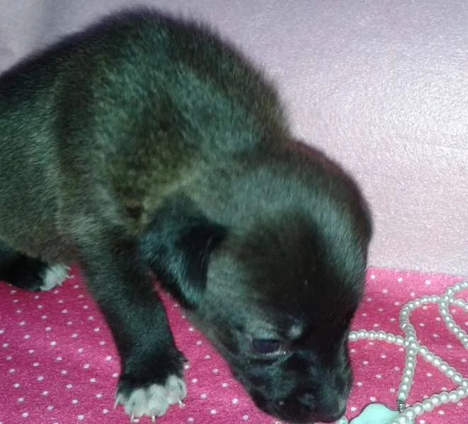 Cachorro ra a Vira Lata idade Abaixo de 2 meses nome A Espera de um Nome