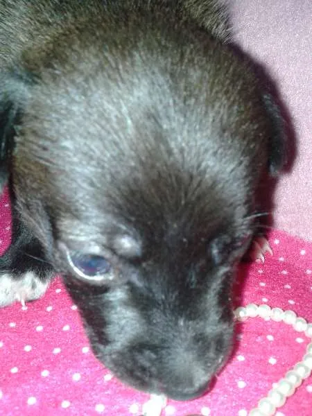 Cachorro ra a Vira Lata idade Abaixo de 2 meses nome A Espera de um Nome