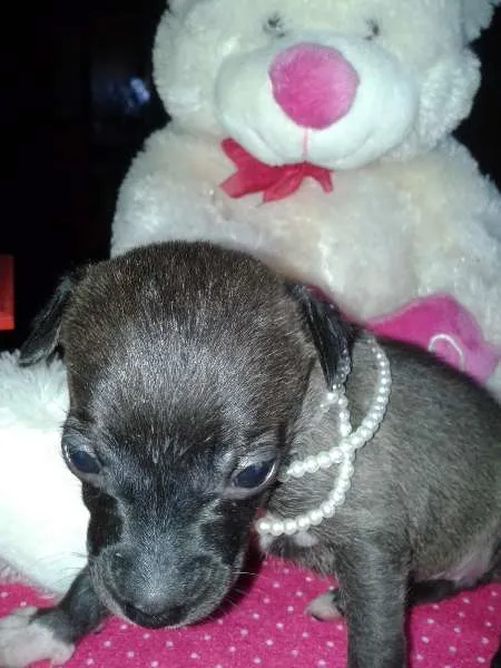 Cachorro ra a Vira Lata idade Abaixo de 2 meses nome A Espera de um Nome