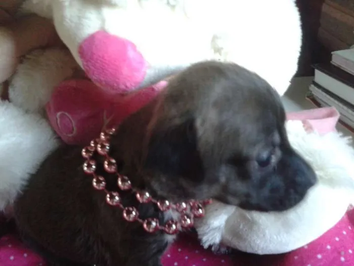 Cachorro ra a Vira Lata idade Abaixo de 2 meses nome A Espera de um Nome