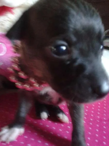 Cachorro ra a Vira Lata idade Abaixo de 2 meses nome A Espera de um Nome