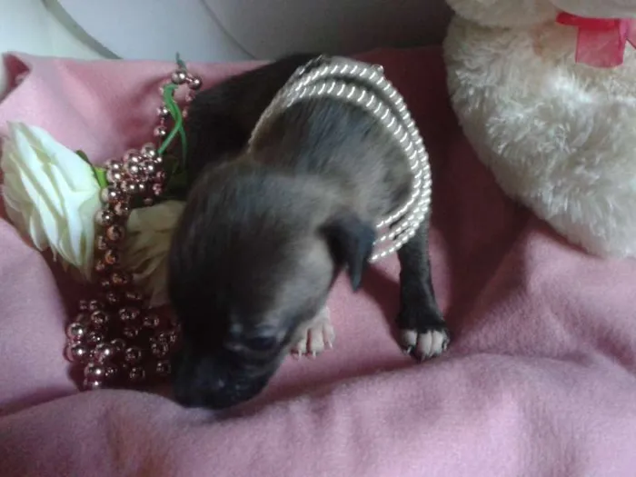 Cachorro ra a Vira Lata idade Abaixo de 2 meses nome A Espera de um Nome