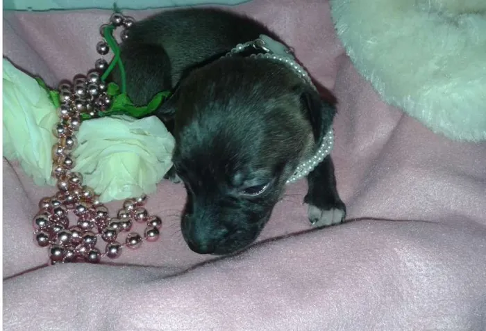 Cachorro ra a Vira Lata idade Abaixo de 2 meses nome A Espera de um Nome