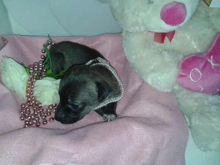 Cachorro ra a Vira Lata idade Abaixo de 2 meses nome A Espera de um Nome