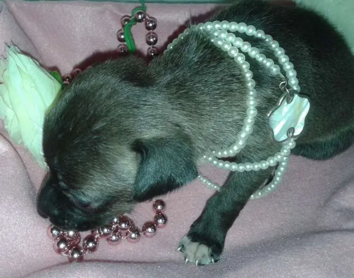 Cachorro ra a Vira Lata idade Abaixo de 2 meses nome A Espera de um Nome