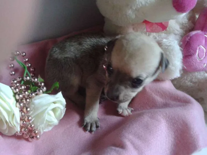 Cachorro ra a Vira Lata idade Abaixo de 2 meses nome A Espera de um Nome