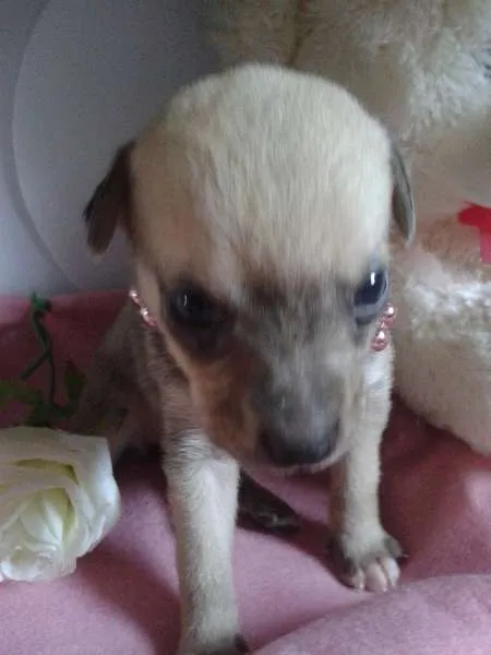 Cachorro ra a Vira Lata idade Abaixo de 2 meses nome A Espera de um Nome