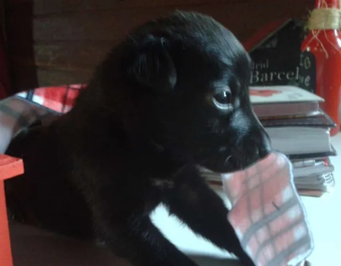 Cachorro ra a Vira Lata idade Abaixo de 2 meses nome A Espera de um Nome