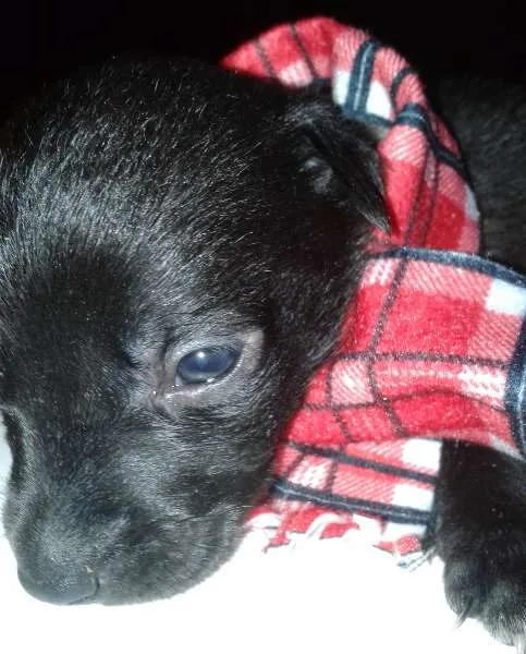 Cachorro ra a Vira Lata idade Abaixo de 2 meses nome A Espera de um Nome