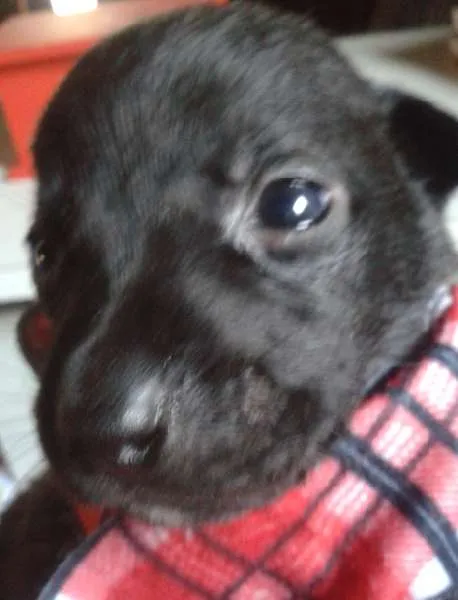 Cachorro ra a Vira Lata idade Abaixo de 2 meses nome A Espera de um Nome