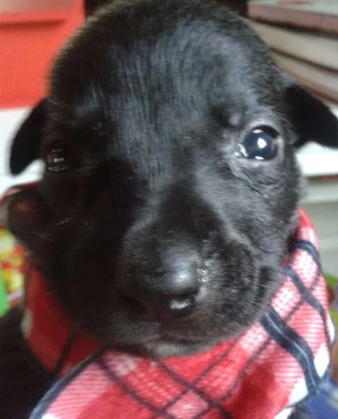 Cachorro ra a Vira Lata idade Abaixo de 2 meses nome A Espera de um Nome