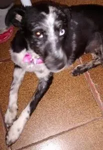 Cachorro raça SRD idade 2 anos nome Brigitte 
