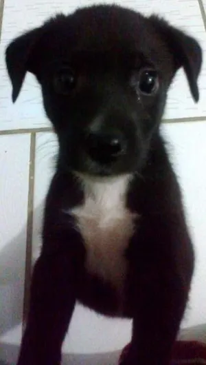 Cachorro raça SRD idade 2 a 6 meses nome Tico