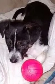Cachorro ra a SRD idade 2 a 6 meses nome Toquinho
