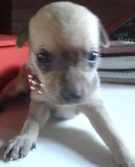 Cachorro ra a Vira Lata idade Abaixo de 2 meses nome A Espera de um Nome