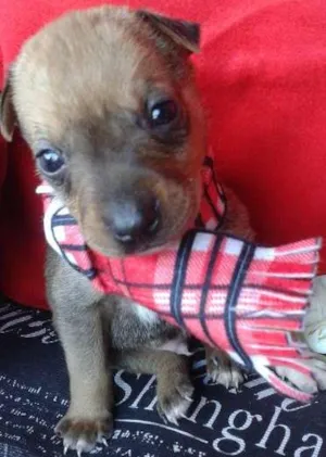 Cachorro raça Vira Lata idade Abaixo de 2 meses nome A Espera de um Nome