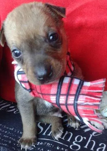 Cachorro ra a Vira Lata idade Abaixo de 2 meses nome A Espera de um Nome