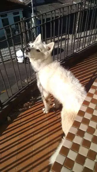 Cachorro ra a Husky Siberiano idade 4 anos nome Nix
