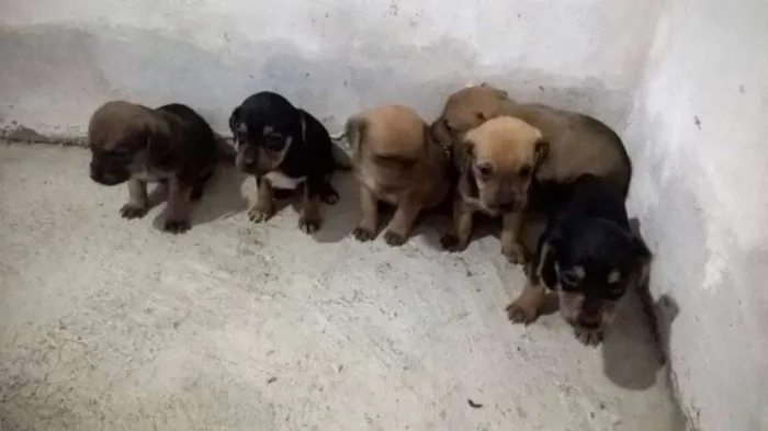 Cachorro ra a  idade 2 a 6 meses nome nao tem 