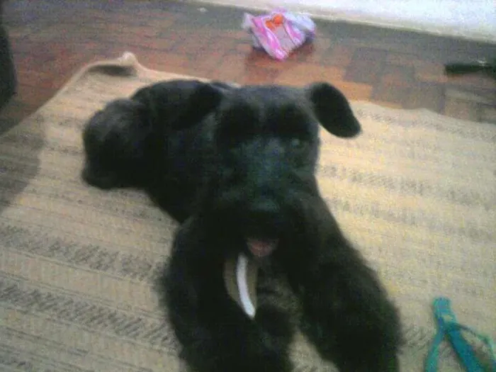 Cachorro raça Schnauzer idade 5 anos nome Tuco