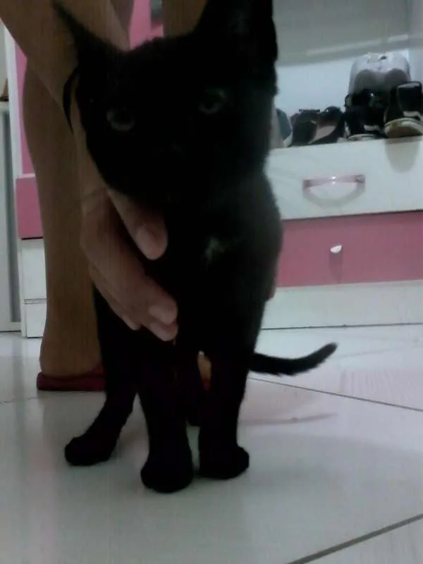 Gato raça SRD idade 2 a 6 meses nome Sem Nome