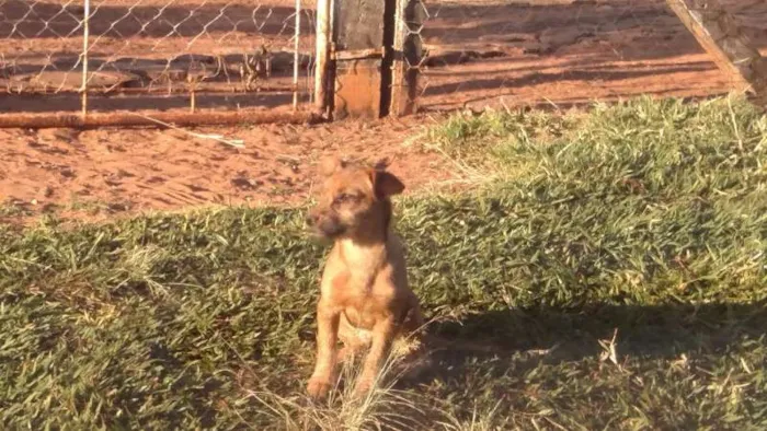 Cachorro ra a SRD idade 2 a 6 meses nome Sem Nome