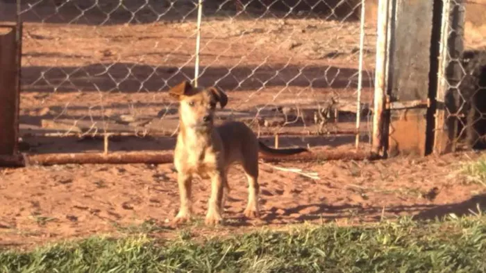 Cachorro ra a SRD idade 2 a 6 meses nome Sem Nome