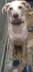laila