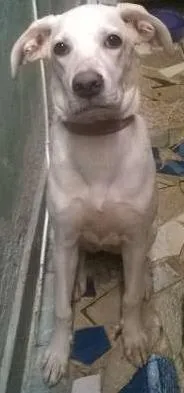 Cachorro ra a labrador idade 7 a 11 meses nome laila