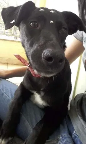 Cachorro raça SRD idade 7 a 11 meses nome Frida
