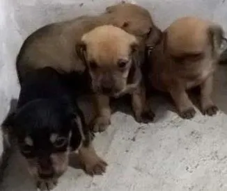 Cachorro ra a  idade 2 a 6 meses nome nao tem 