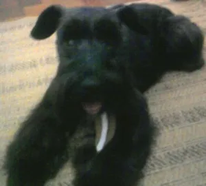 Cachorro raça Schnauzer idade 5 anos nome Tuco