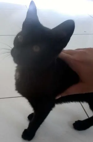 Gato raça SRD idade 2 a 6 meses nome Sem Nome