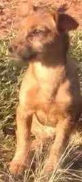 Cachorro raça SRD idade 2 a 6 meses nome Sem Nome