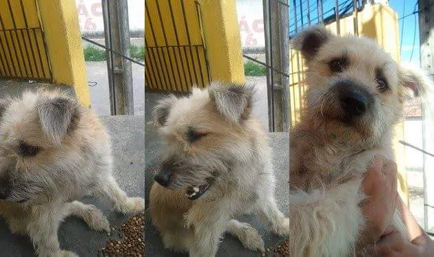 Cachorro ra a Pé duro idade 3 anos nome Belinha