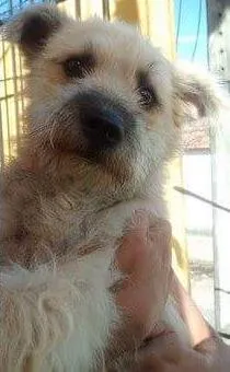 Cachorro raça Pé duro idade 3 anos nome Belinha