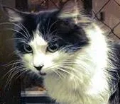 Gato raça SRD idade 2 anos nome Mel